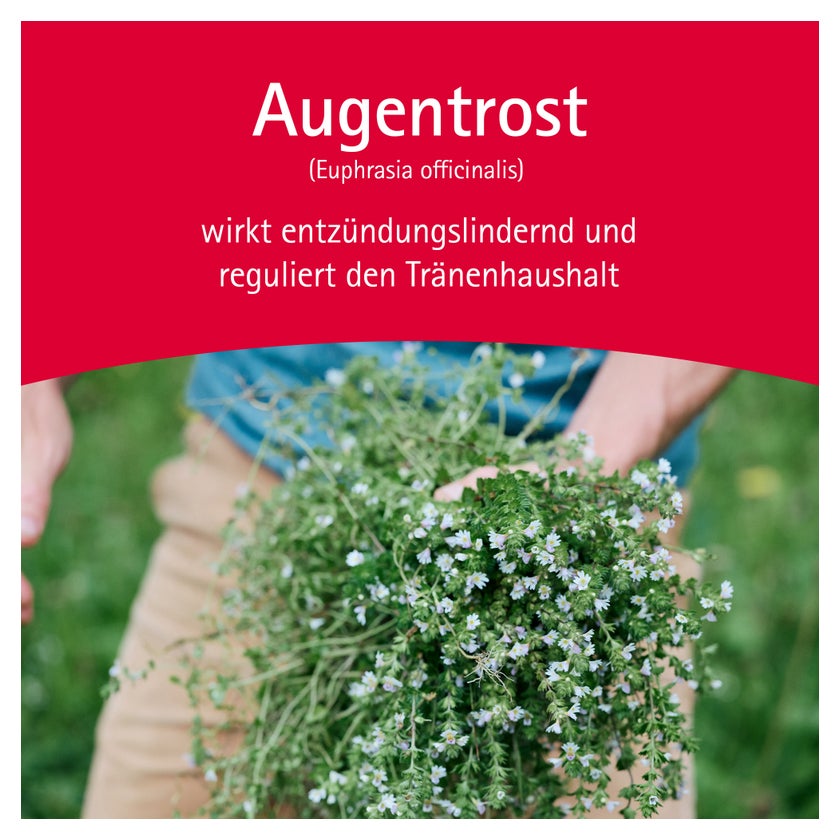 https://statics.docmorris.de/static/produkte/FX510SSD/docmorris/ps420r/wala-euphrasia-augentropfen-10x0-5-ml-06816435-03-1761595286193015.jpg