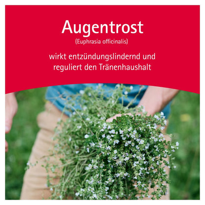 https://statics.docmorris.de/static/produkte/FX510SSD/docmorris/ps420r/wala-euphrasia-augentropfen-10x0-5-ml-06816435-03-1761595286193015.jpg